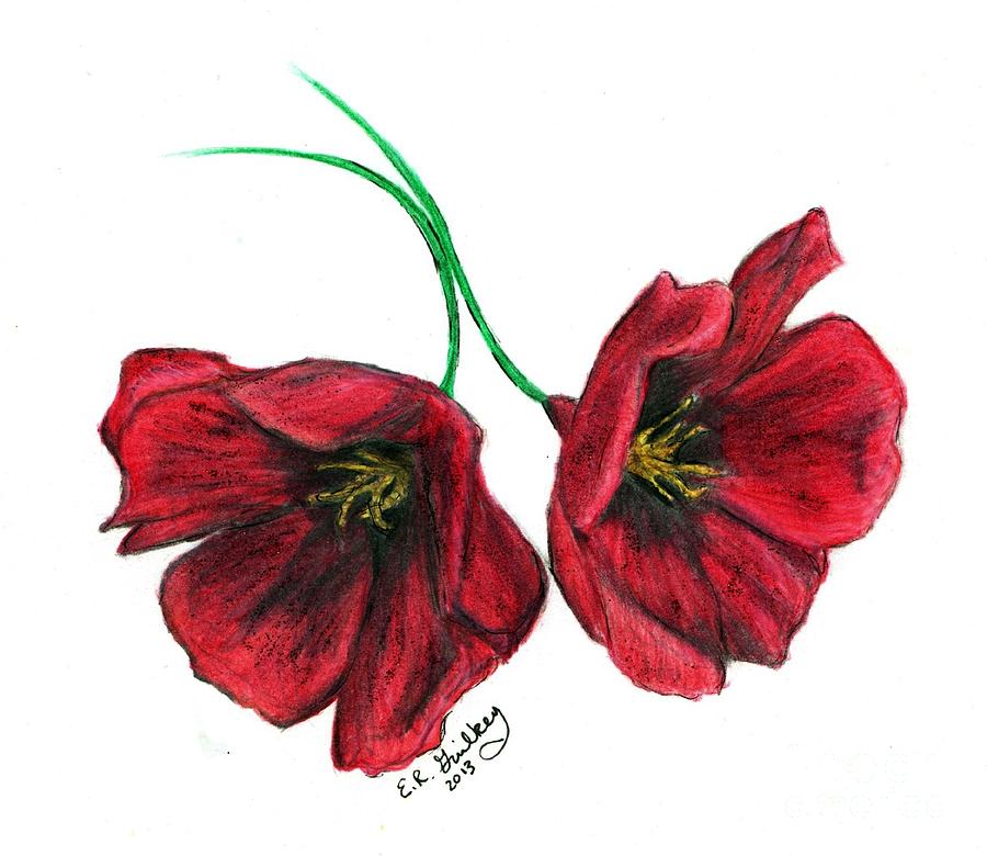 Robert's Poppies Drawing by Elizabeth Guilkey