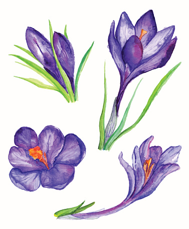 Crocus Flower Drawings Clip Art, Vector Images & Illustrations ...