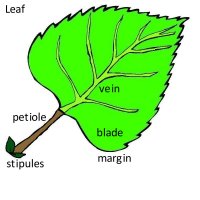 Leaf Leaves Theme For Preschool Curriculum - Teach & Learn ...