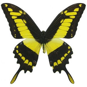 The Yellow Butterfly - Polyvore