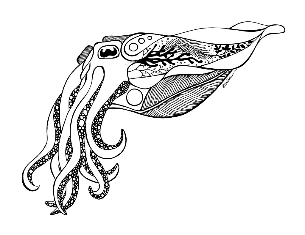 Cuttlefish - Stephanie Hillman Design