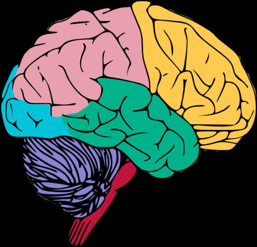 human brain clipart human brain clipart free to use amp public ...