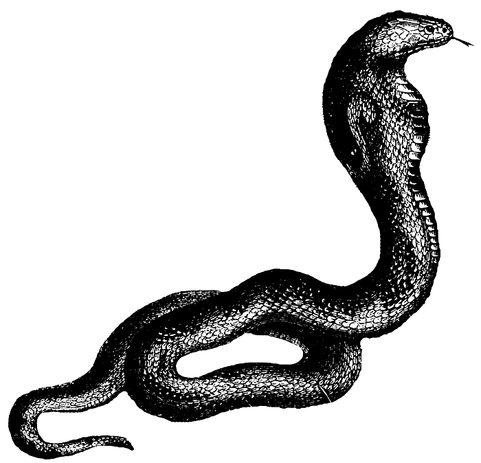 Cobra Art - ClipArt Best