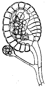 Fern & Fern Allies Lab