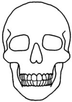 How to Draw a Skull in Front View