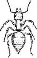 Ant outline Free vector for free download about (9) Free vector in ...