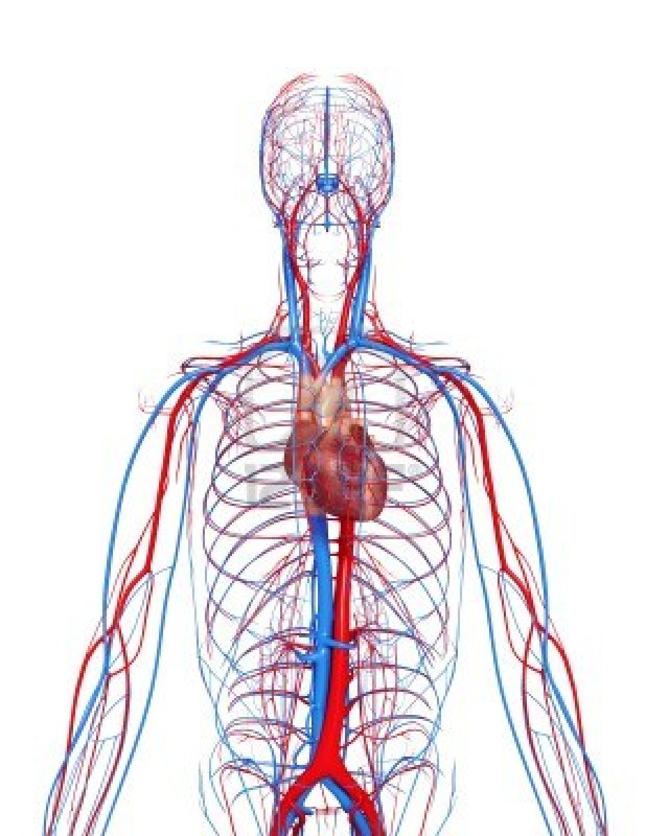 Circulatory System Diagram Not Labeled ClipArt Best