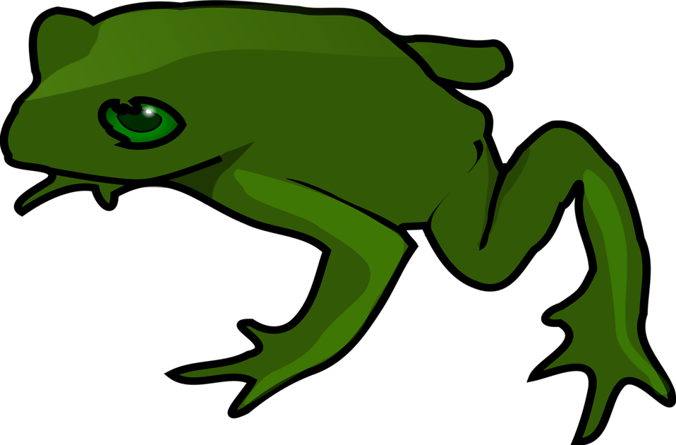 Frog Illustrations