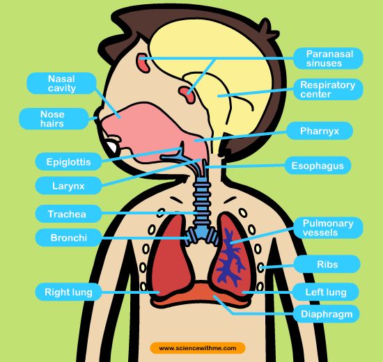 1000+ images about respiratory system | Pay attention ...