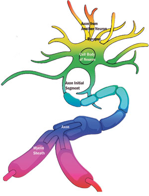 SFU News Online - Scientists find origin of neuron's electrical ...