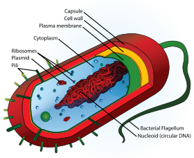 Bacterial Structure - WikiEducator