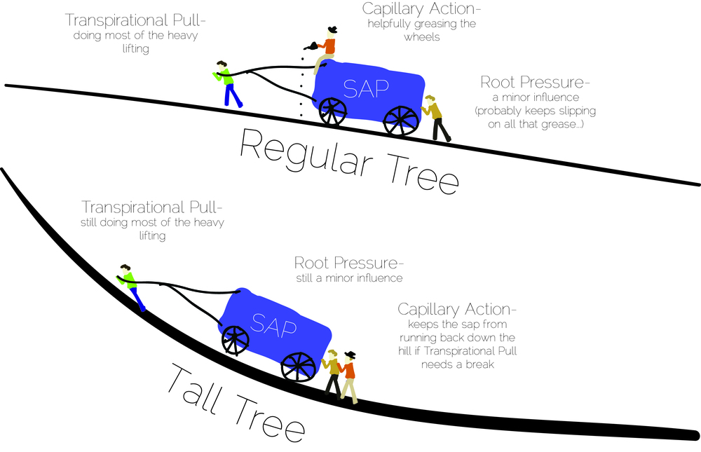 Tall Trees — Tangential Curiosity