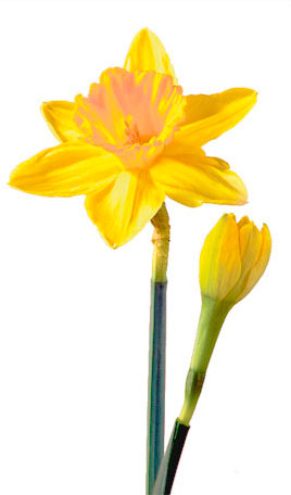 1000+ images about Daffodils | Picket fences, Spring ...