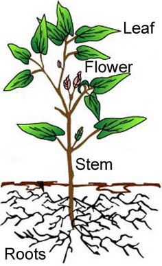 Activities, Kindergarten and Plants