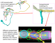 Neuronal tracing - Wikipedia