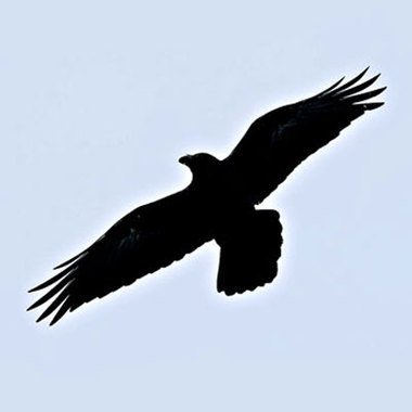 Drawings Of Crows Clipart - Free to use Clip Art Resource