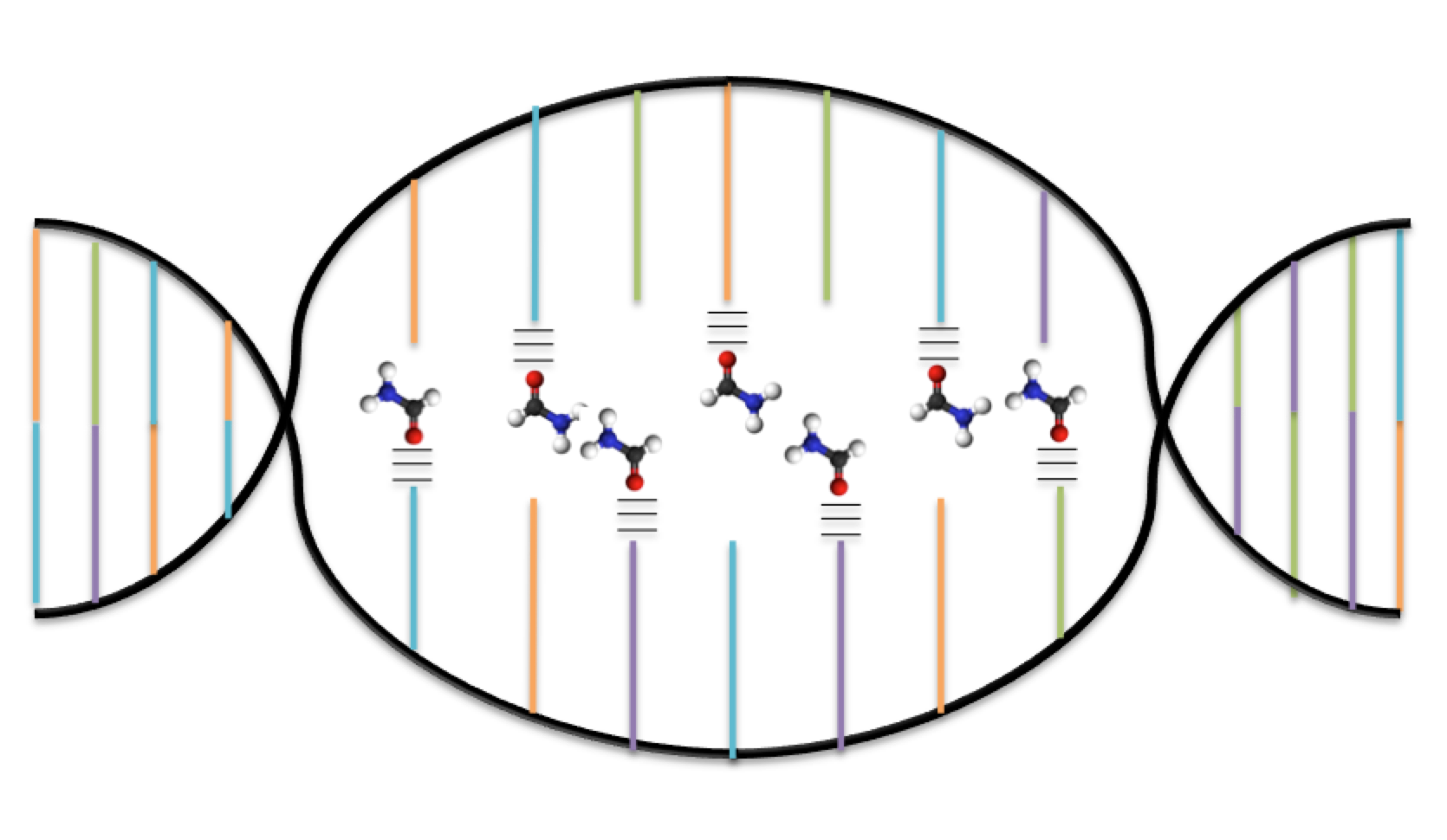 Denaturation (biochemistry) - Wikiwand