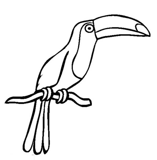 Toucan Drawing - ClipArt Best