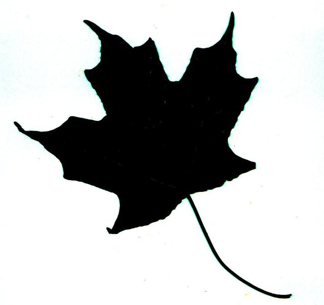 Maple Leaf Silhouette