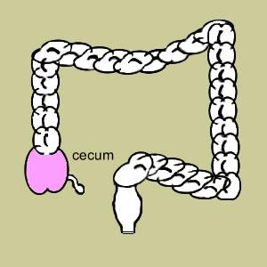 Diagram of the Cecum - Cecum Diagram