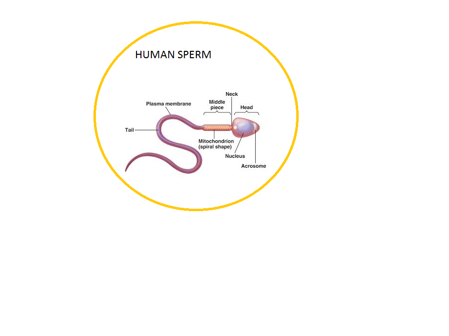 1) Draw a schematic diagram of a human sperm and label the cellul ...