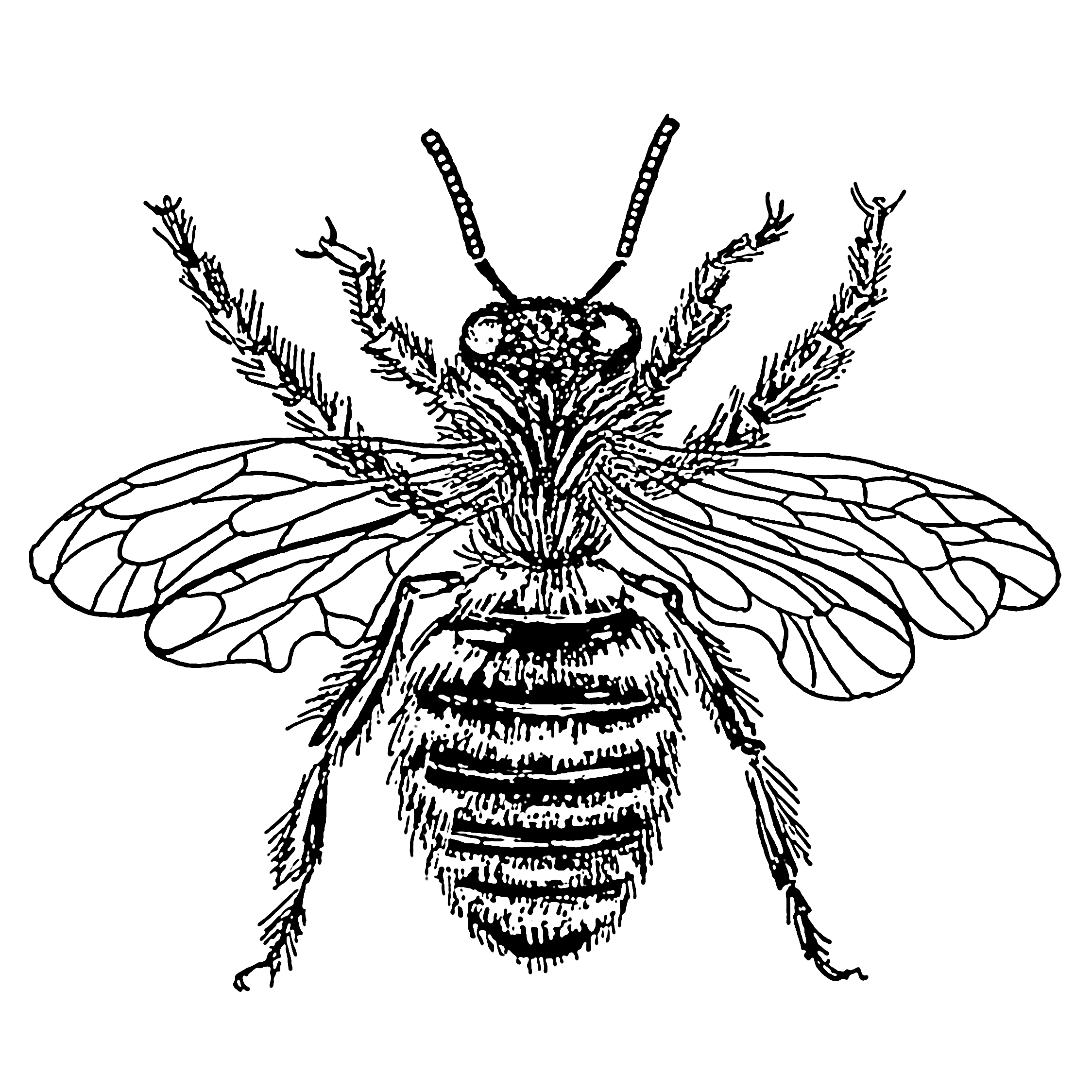 Tattoo Ideas | Bee Drawing, Bee Tattoo and Google Search