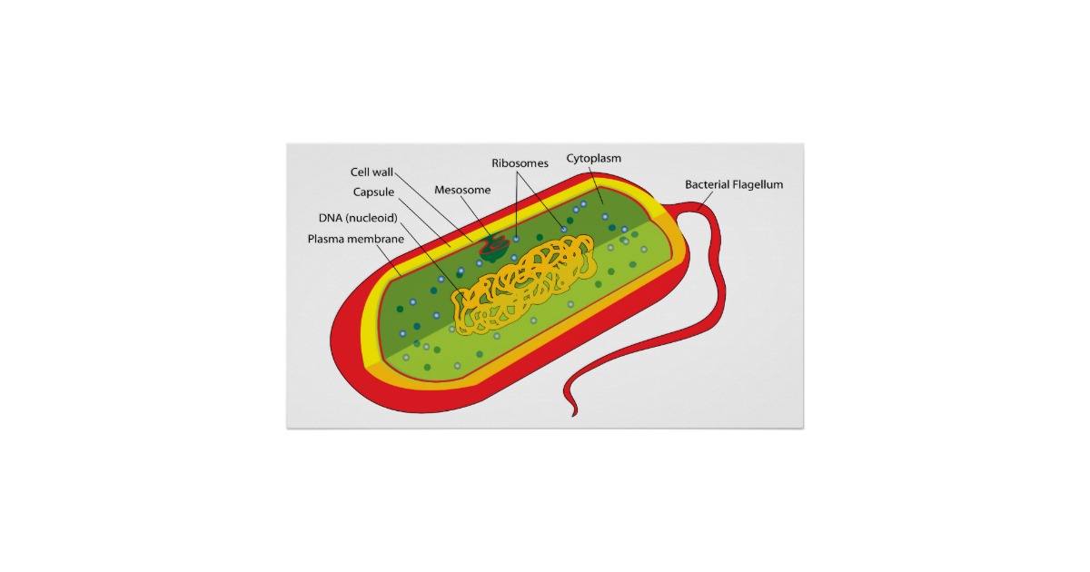 Basic Diagram of a Bacterial Prokaryote Cell Poster | Zazzle