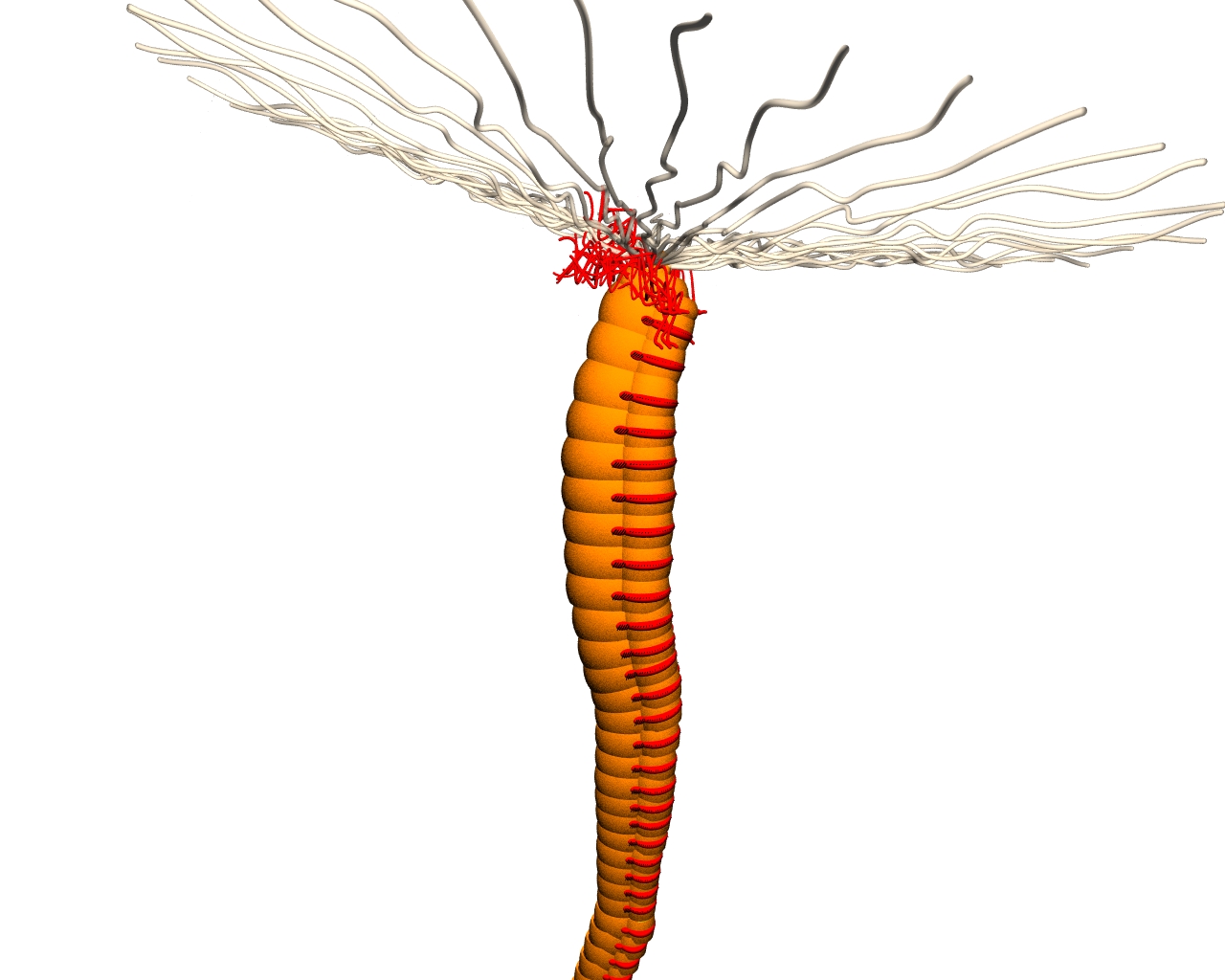 Polychaete