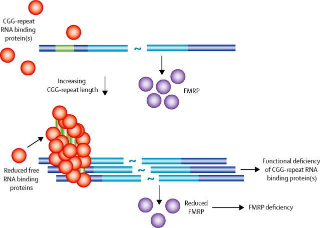 Advances in clinical and molecular understanding of the FMR1 ...