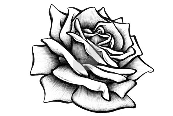 Rose Drawing - Dr. Odd