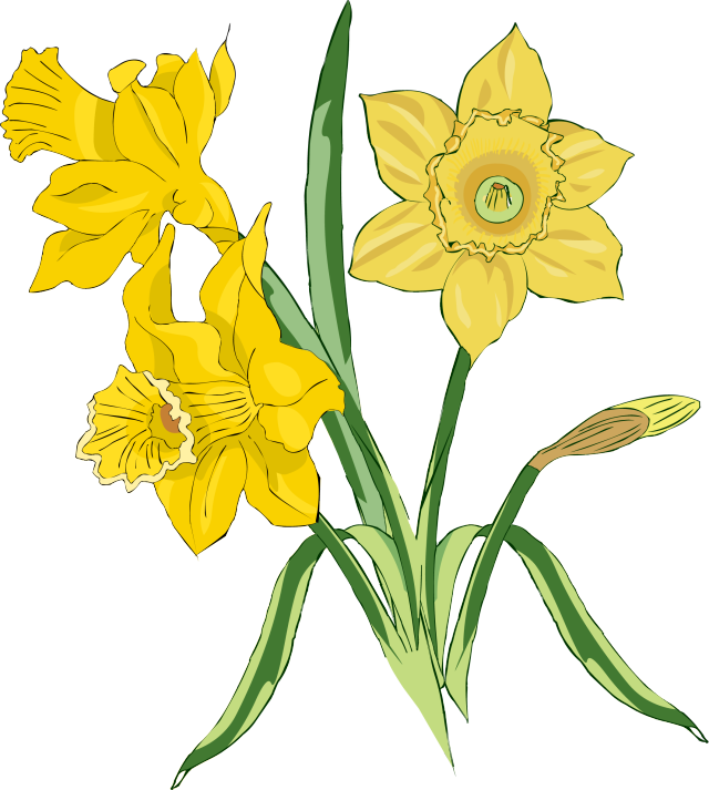 Clip Art Daffodils and Tulips – Clipart Free Download