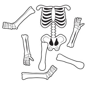 1000+ images about Skeletons