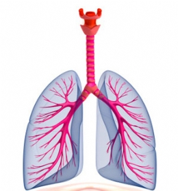 Respiratory System Blank Diagram - ClipArt Best