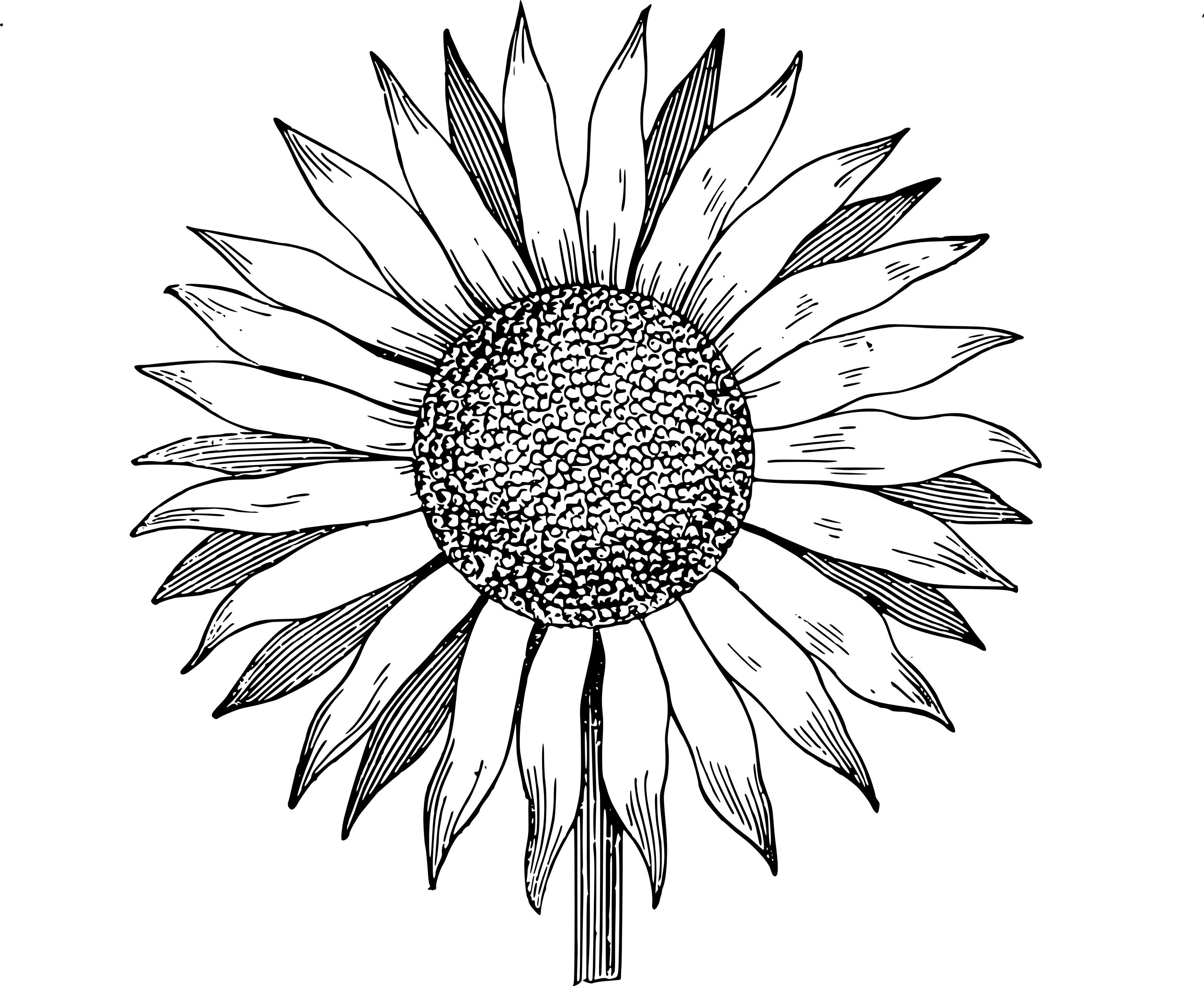 Free black and white clip art sunflowers