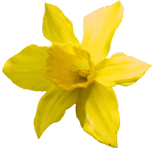 Daffodil Pictures | Free Download Clip Art | Free Clip Art | on ...