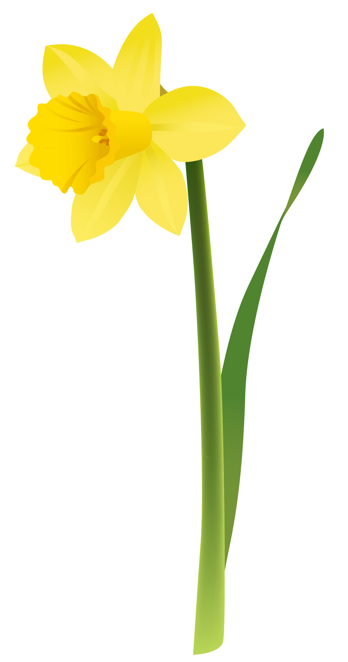 Daffodil | Free Download Clip Art | Free Clip Art