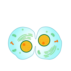 Animal Cell Diagram For Kids Clipart - Free to use Clip Art Resource