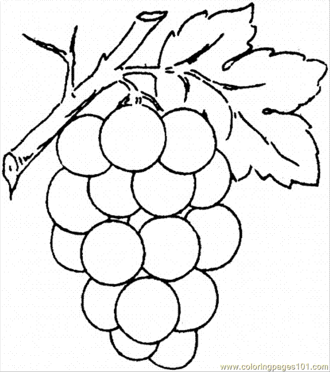 Grapes Drawing