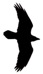 Flying Raven Silhouette - ClipArt Best