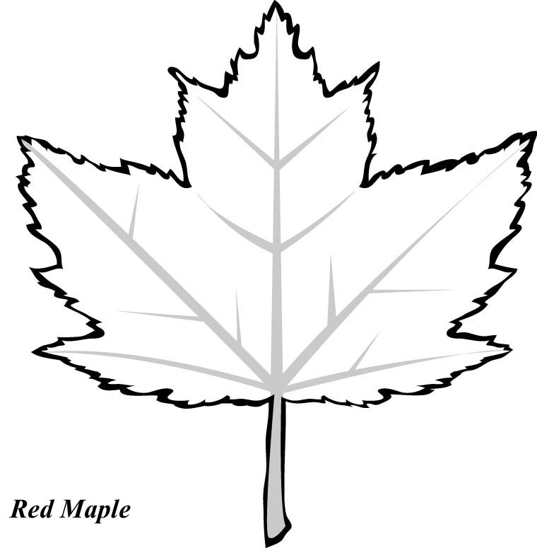 Print and Color These Leaves