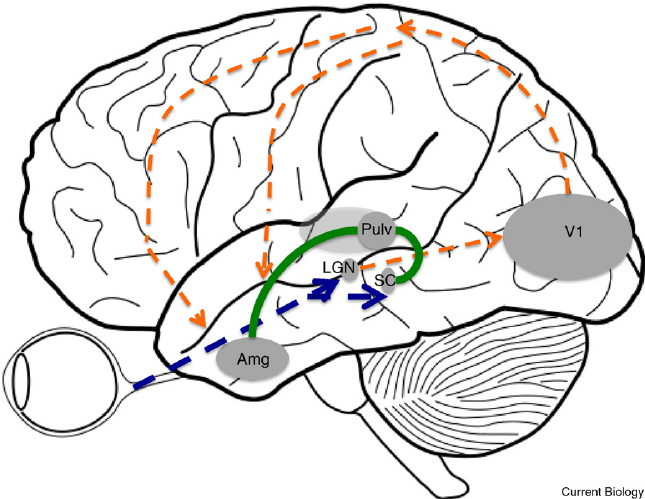 Roadmap to amygdala. Tamietto et al. [5] provide... - Figure 1 of 1