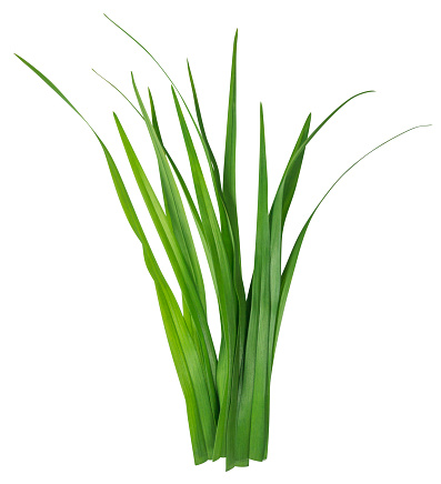 Blade Of Grass Pictures, Images and Stock Photos