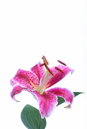 Stargazer Lily Pictures, Images and Stock Photos