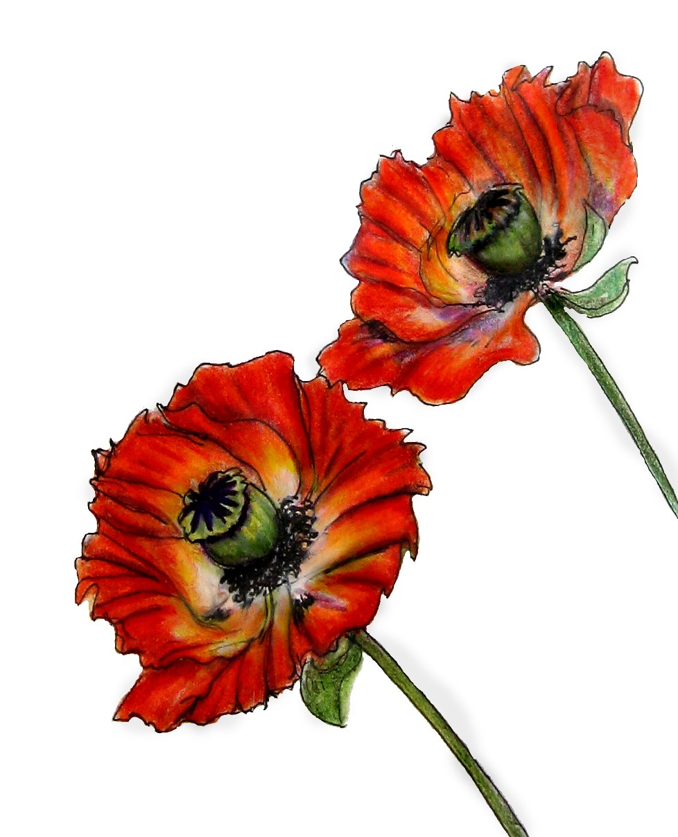 Poppy Drawings - ClipArt Best