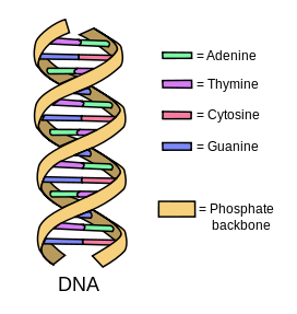 Biological Anthropology/Unit 1: Evolutionary Theory/Cell Biology ...