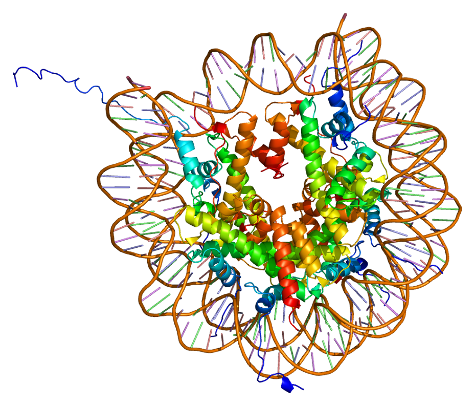 Protein_H2AFJ_PDB_1aoi.png