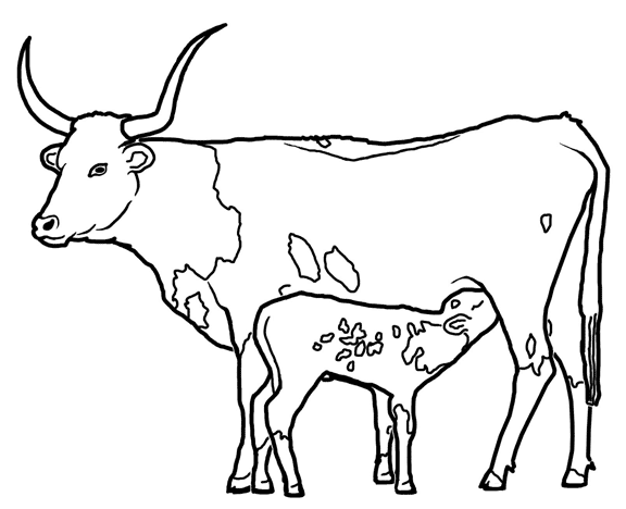 Longhorn Cattle, Kids! Stuff coloring page