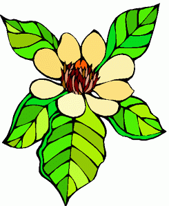 Magnolia Flower Clip Art - Free Clipart Images