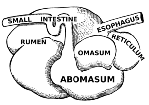 Cellulose Degradation in the Rumen - MicrobeWiki