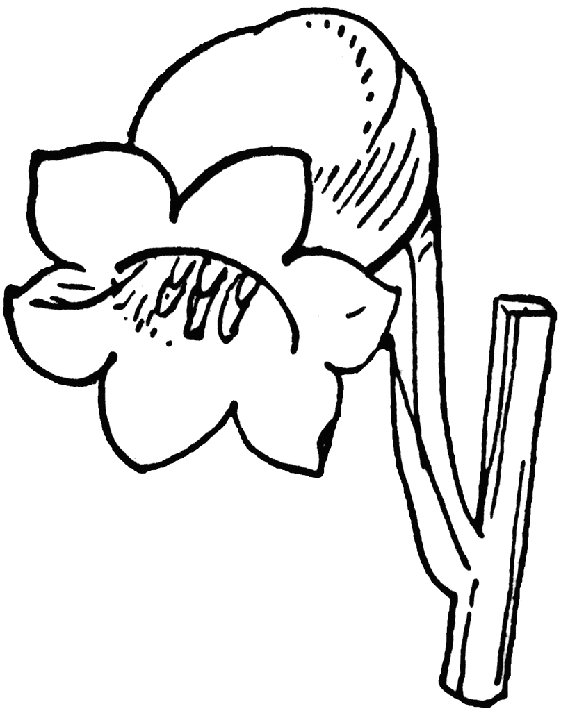 Lily of the Valley Clip Art – Clipart Free Download